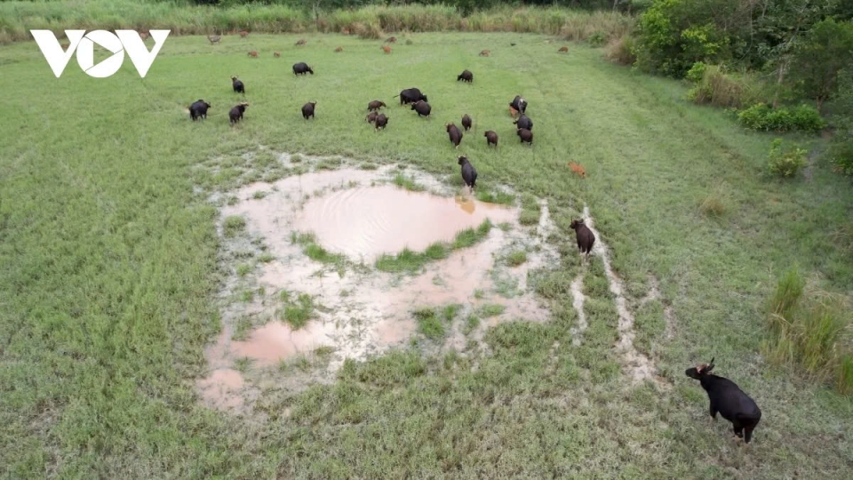 Forest ranger fatally gored by wild gaur at Cat Tien National Park